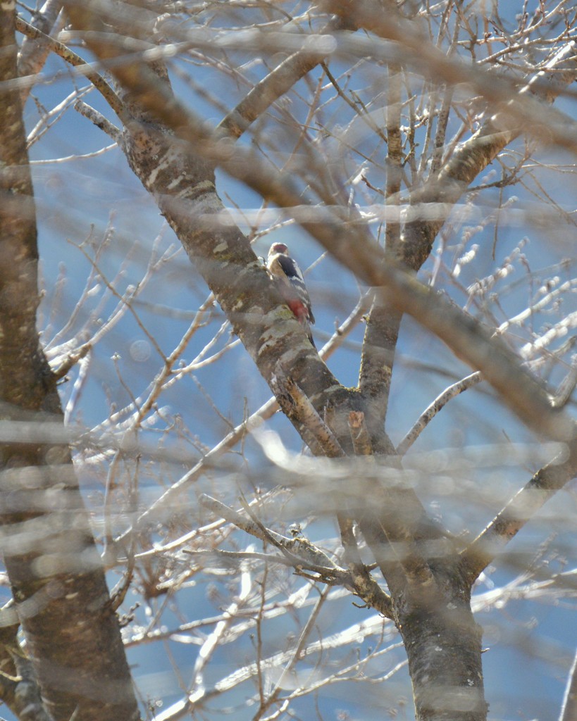 通りすがりのアカゲラ