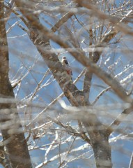 通りすがりのアカゲラ