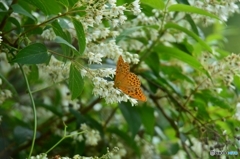 ウツギの花を独り占め