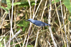 怪訝そうなコルリ Ⅰ