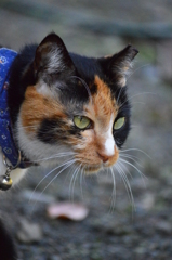 調子良くなったニャ！