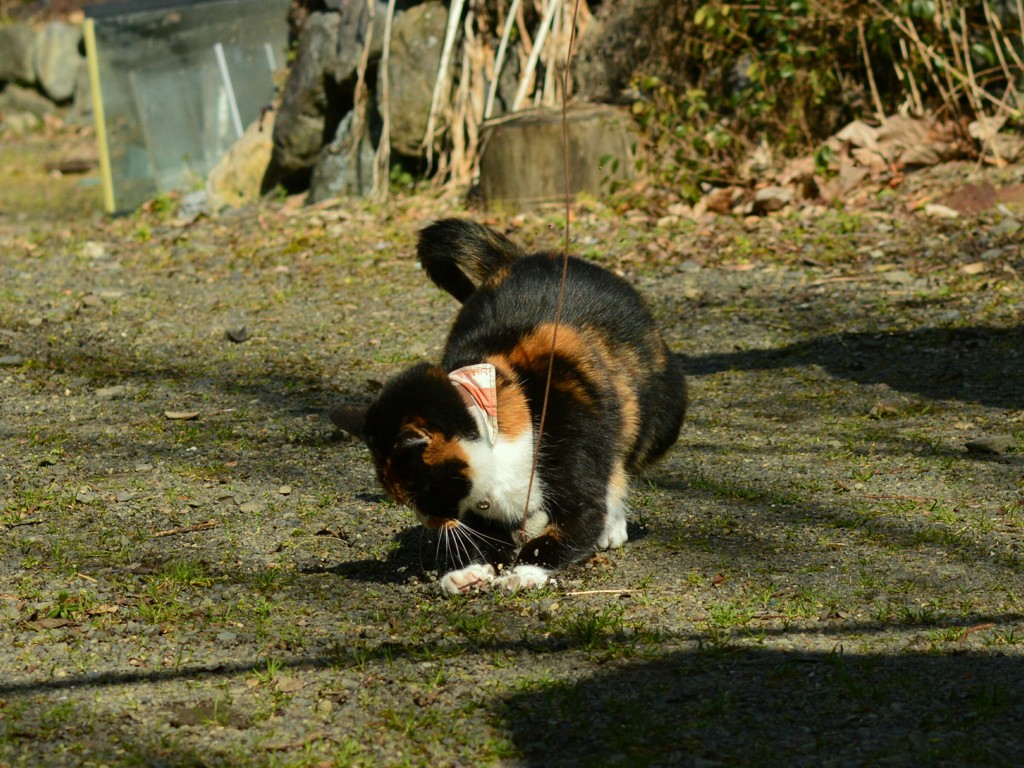 捕獲！
