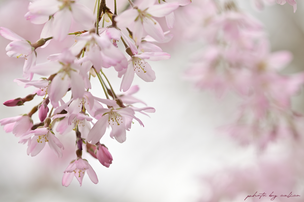 桜色 Ⅰ