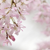 桜色 Ⅰ