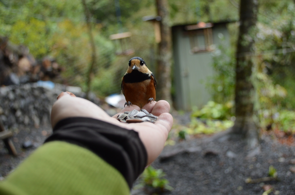  おはようヤマガラ