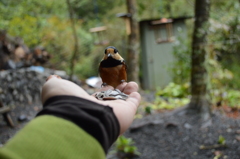  おはようヤマガラ