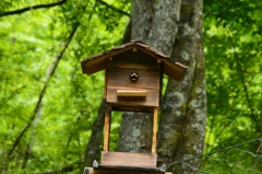 ヤマガラ 元気！