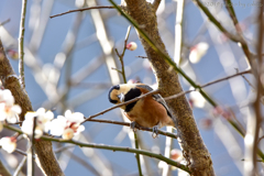 花より団子ですから♪