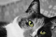 cat's eyes Ⅰ