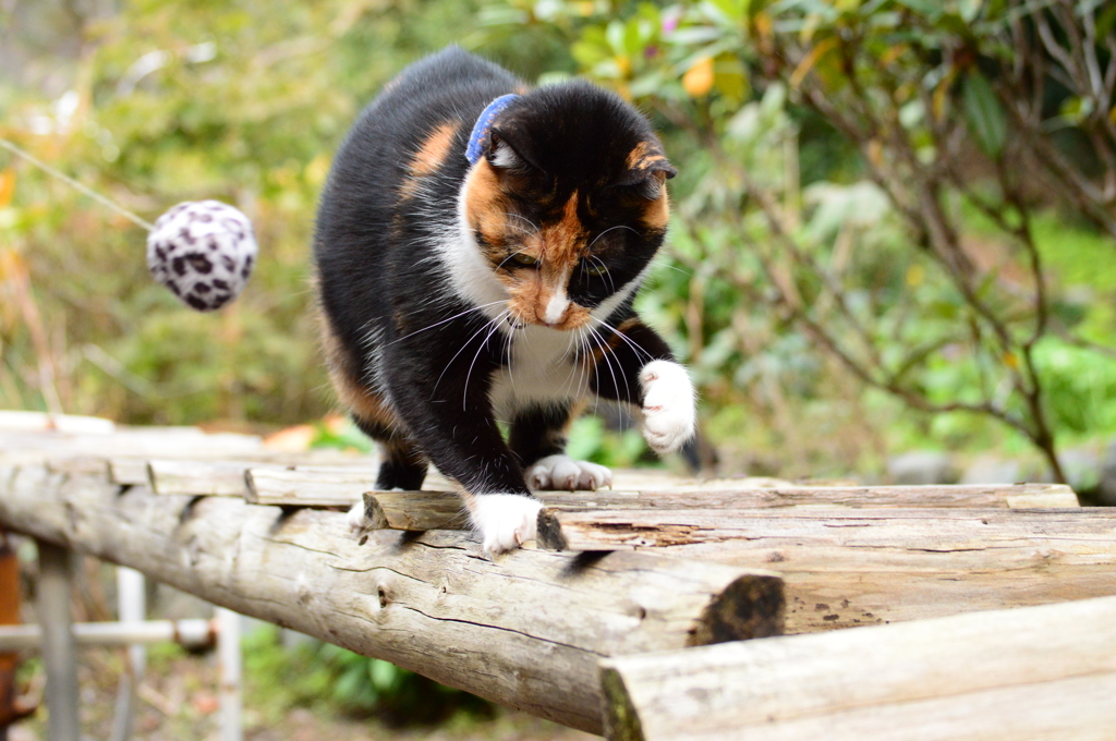 もっと遊ぶニャ！