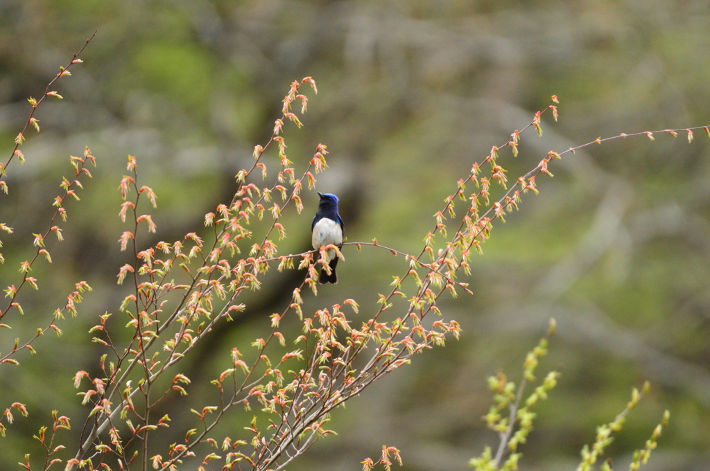 おはようオオルリ