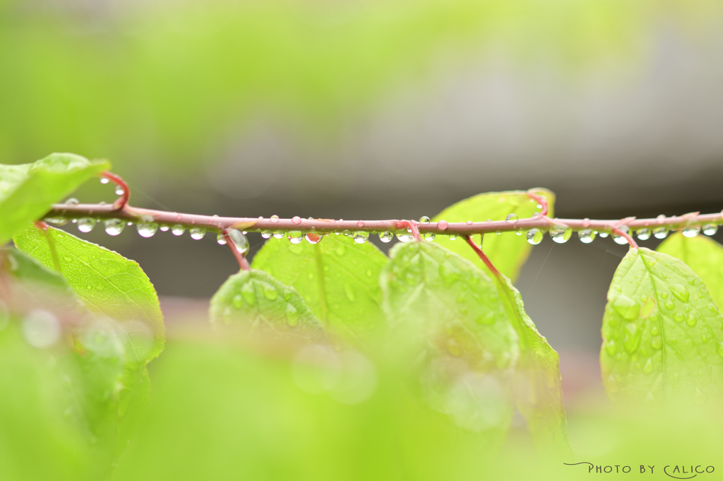 五月雨 Ⅰ