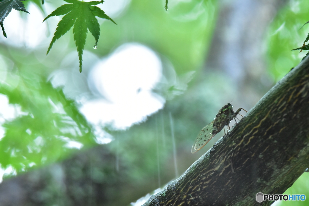 涼をもたらす雨