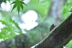 涼をもたらす雨