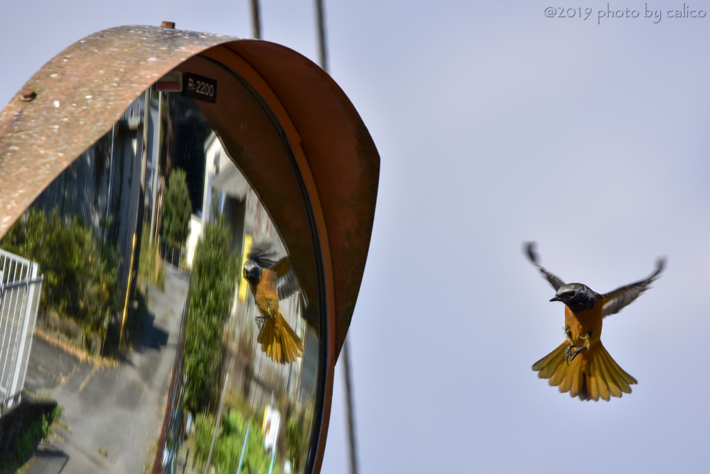 鏡の中の自分 Ⅰ