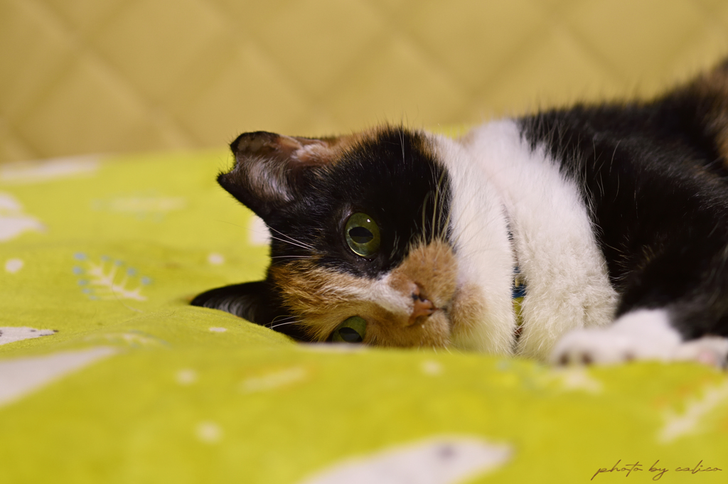 全然眠れないニャ