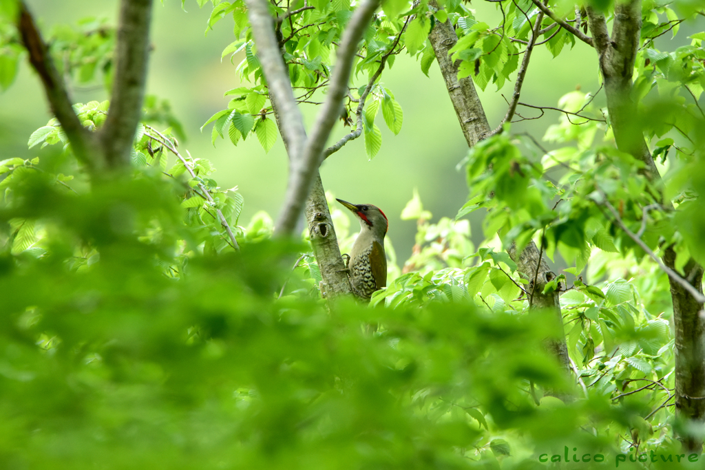 緑啄木鳥 Ⅱ