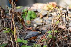 山葵田のヤマガラ