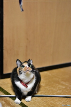 ミーコ活劇 〜壱ノ構え〜