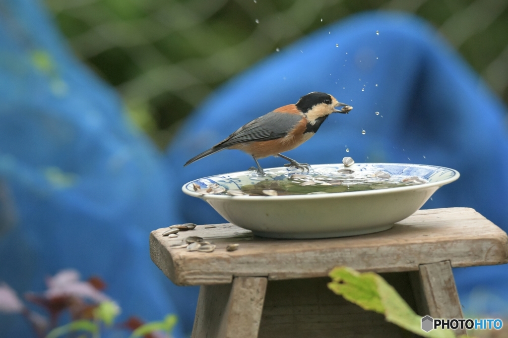 カレー皿とヤマガラ