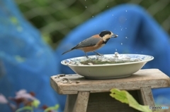 カレー皿とヤマガラ