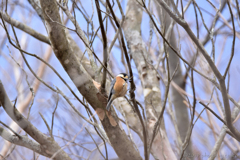 師走のヤマガラ