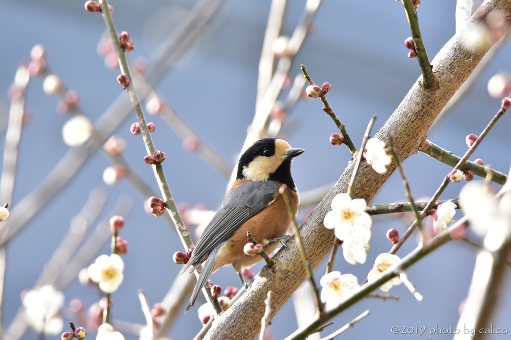 梅にヤマガラ