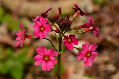 主役、開花する！