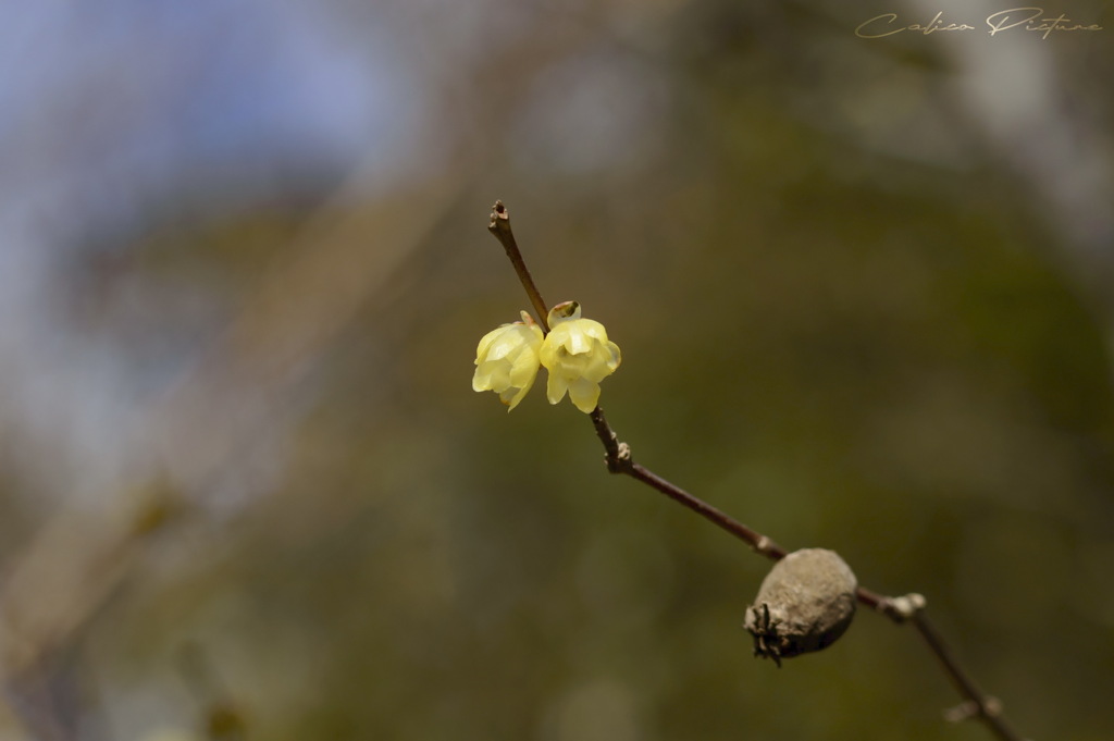 花と種