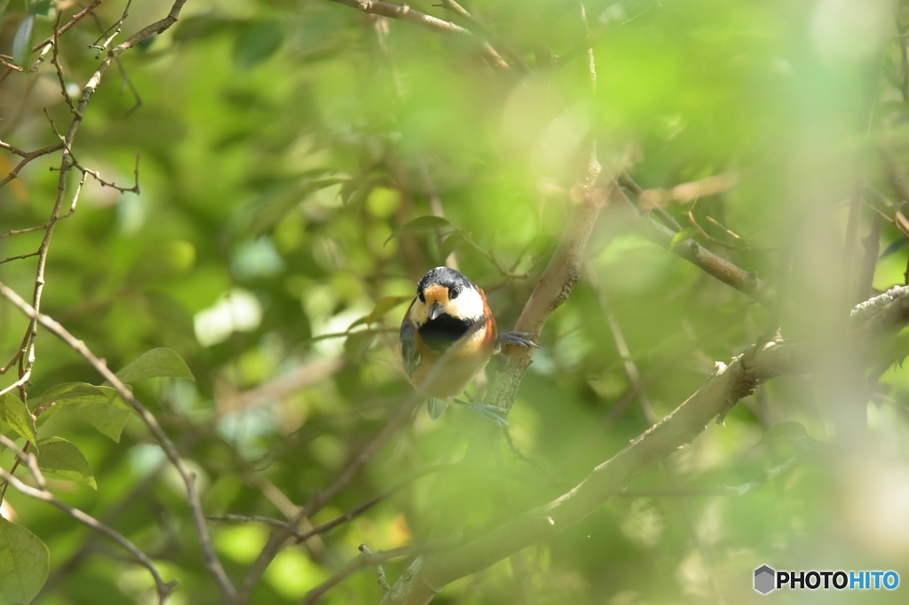 木漏れ日の中のヤマガラ