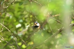 木漏れ日の中のヤマガラ