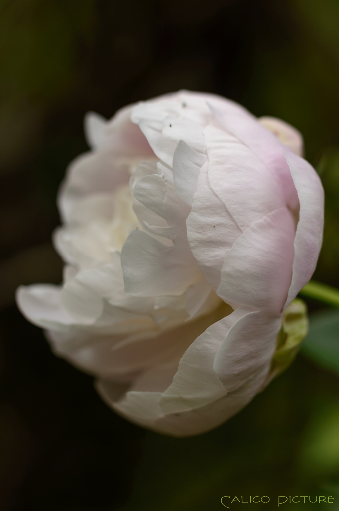 花の宰相
