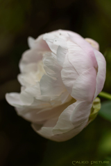 花の宰相