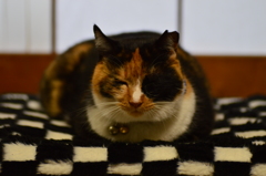 うとうと･･･