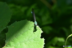 栃の木の木陰で