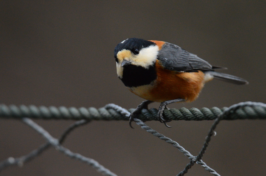 どうかしたの～？