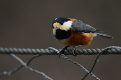 どうかしたの～？