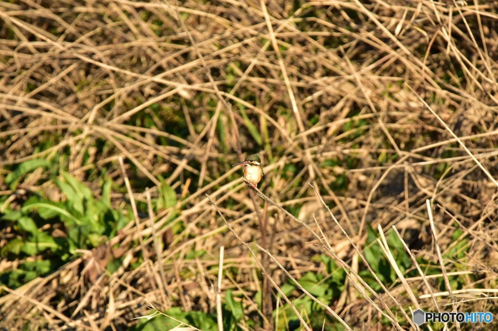 夕暮れ時のカワセミ