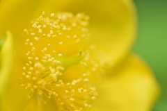 涼暮月（すずくれつき）の花 Ⅲ