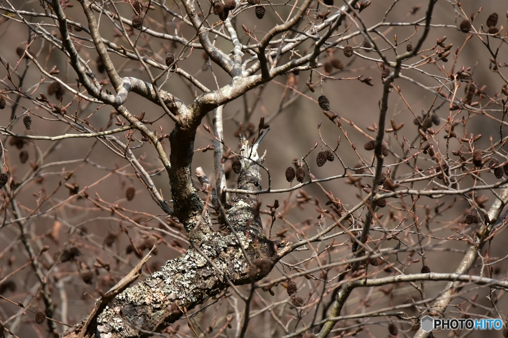 ハンノキが気になるシジュウカラ