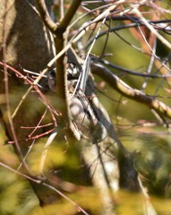 おしくらまんじゅう…ならず( ´･･)