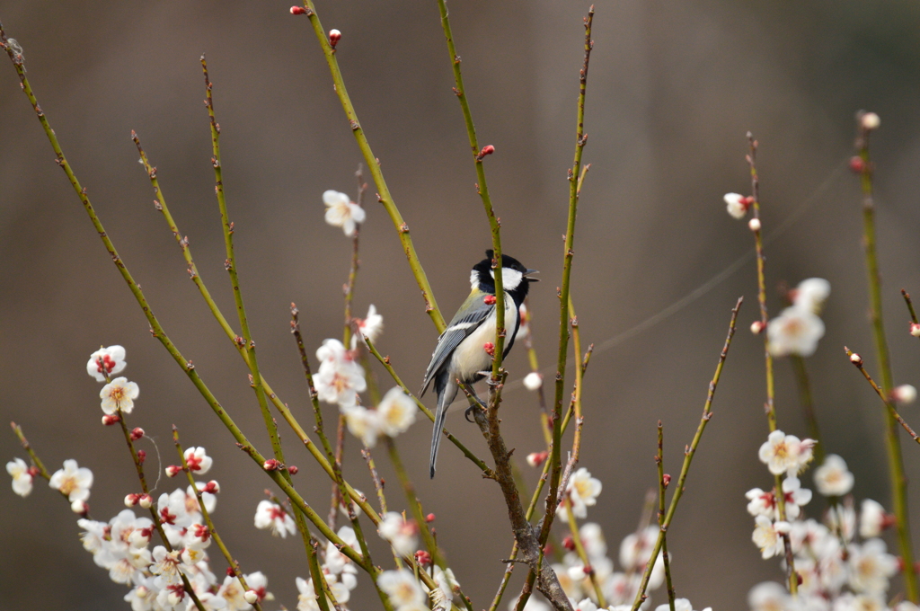 とりあえず・・・囀ろうっと♪