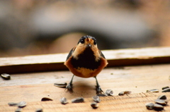 ピー助｢来たよー！｣