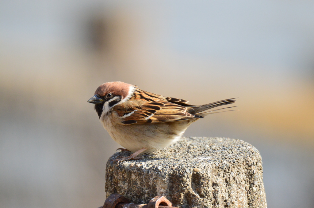私の事見てる？