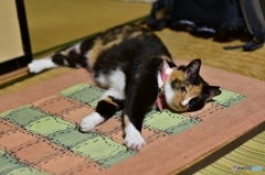 暑いニャ〜、何とかしてニャ