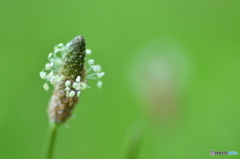 白い花飾り