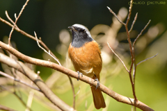 今日は暖かいね 今日は暖かいね