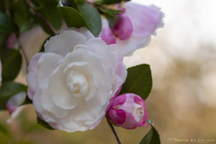 晩秋の花 