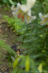 大きな花だニャ