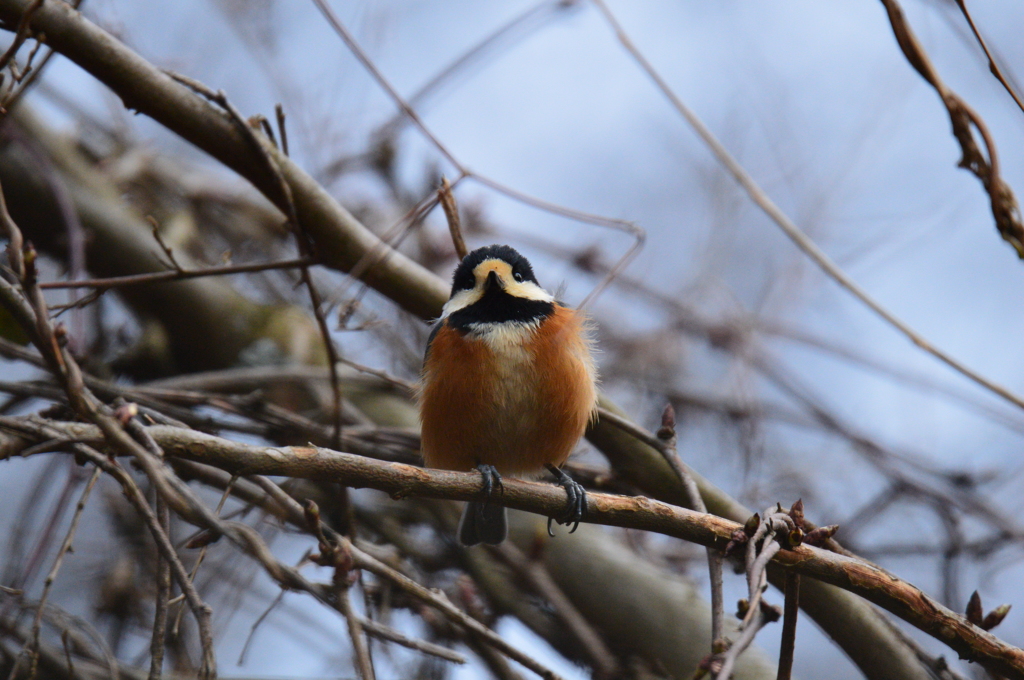 まんまるやで～